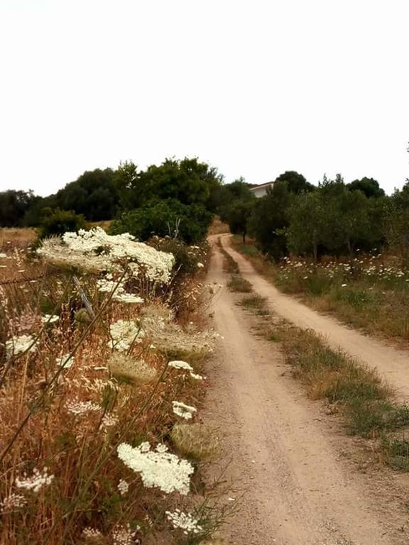 Bed and Breakfast Nacchinono Olbia Exterior foto