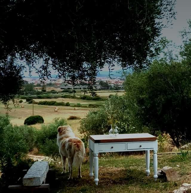 Bed and Breakfast Nacchinono Olbia Exterior foto